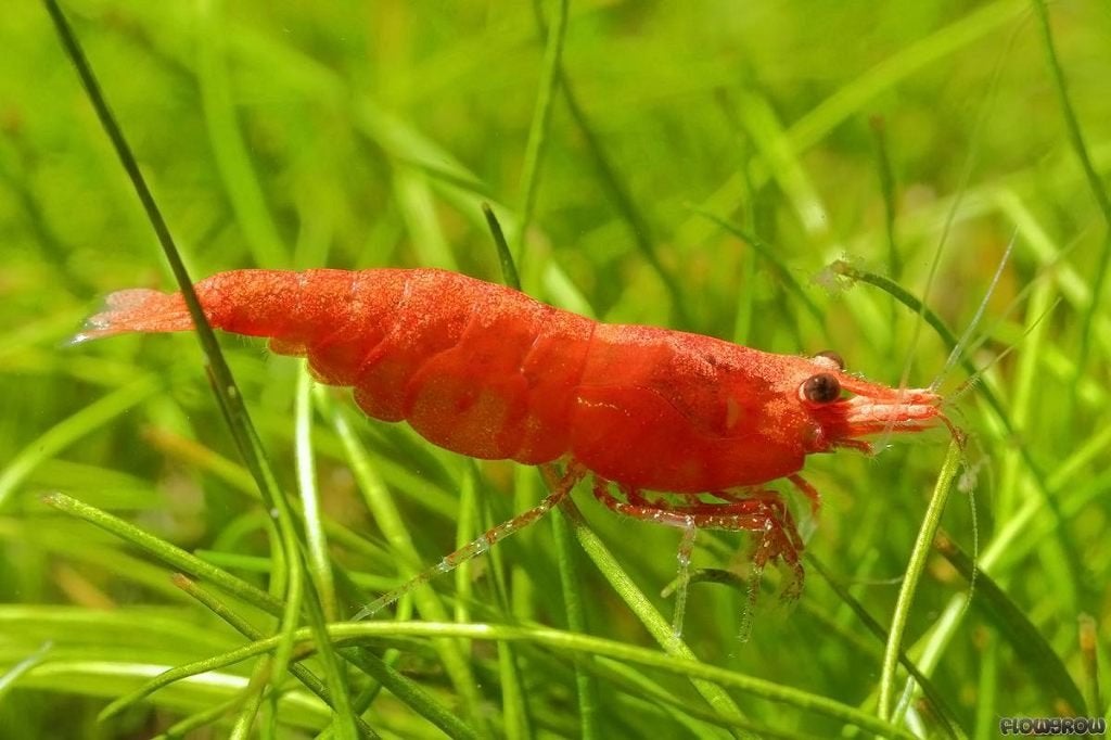 neocaridina davidi red fire garnalen, Kreeft, Krab of Garnaal