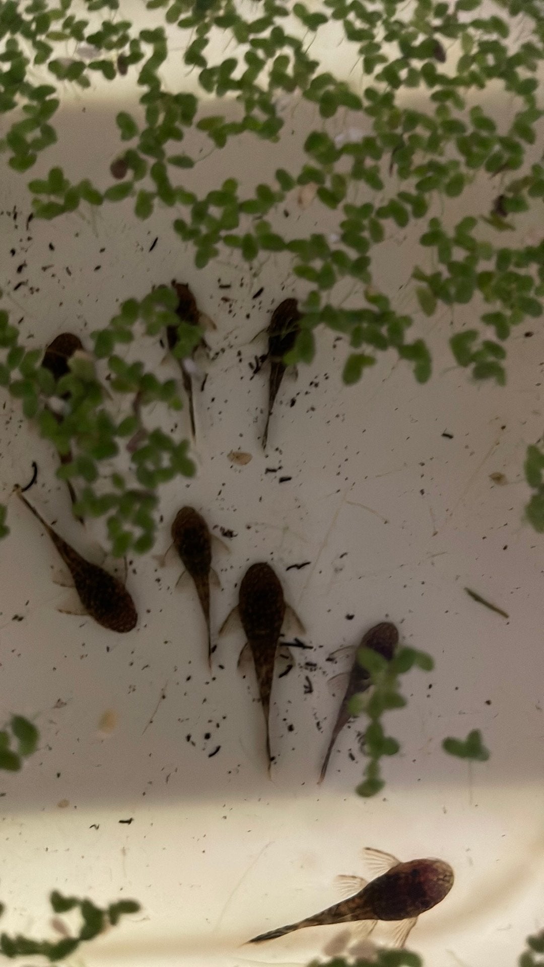 Borstel algeneters, Dieren en Toebehoren, Vis, Zoetwatervis