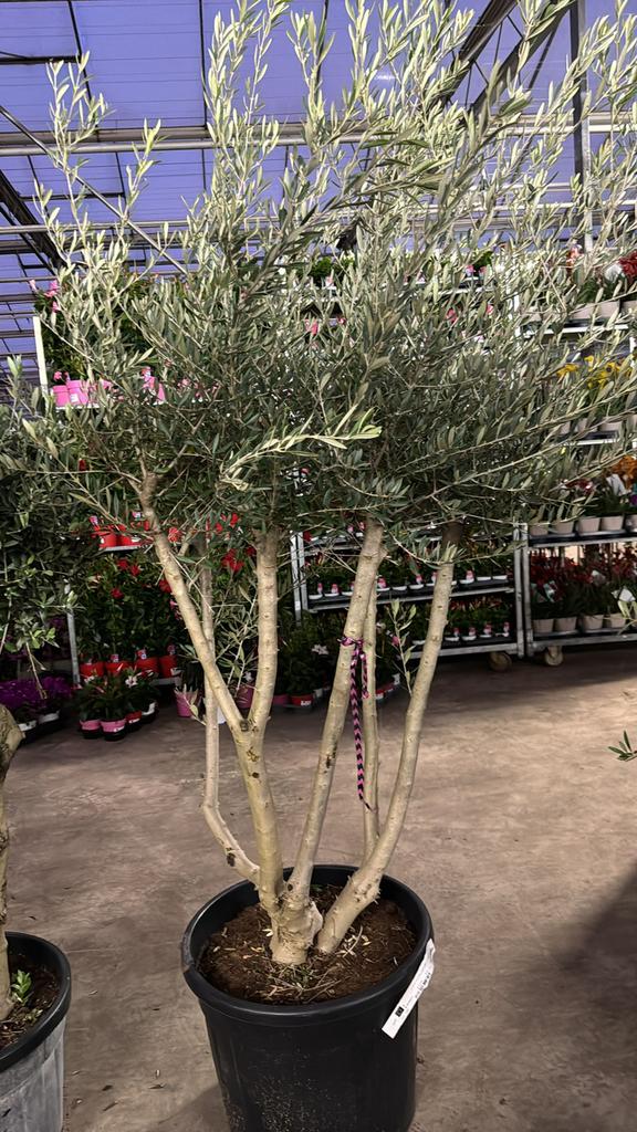 Olijf multi stam Potmaat diameter 60cm  Mooie vertakkingen, Tuin en Terras, Overige soorten, 100 tot 250 cm, Zomer, Ophalen