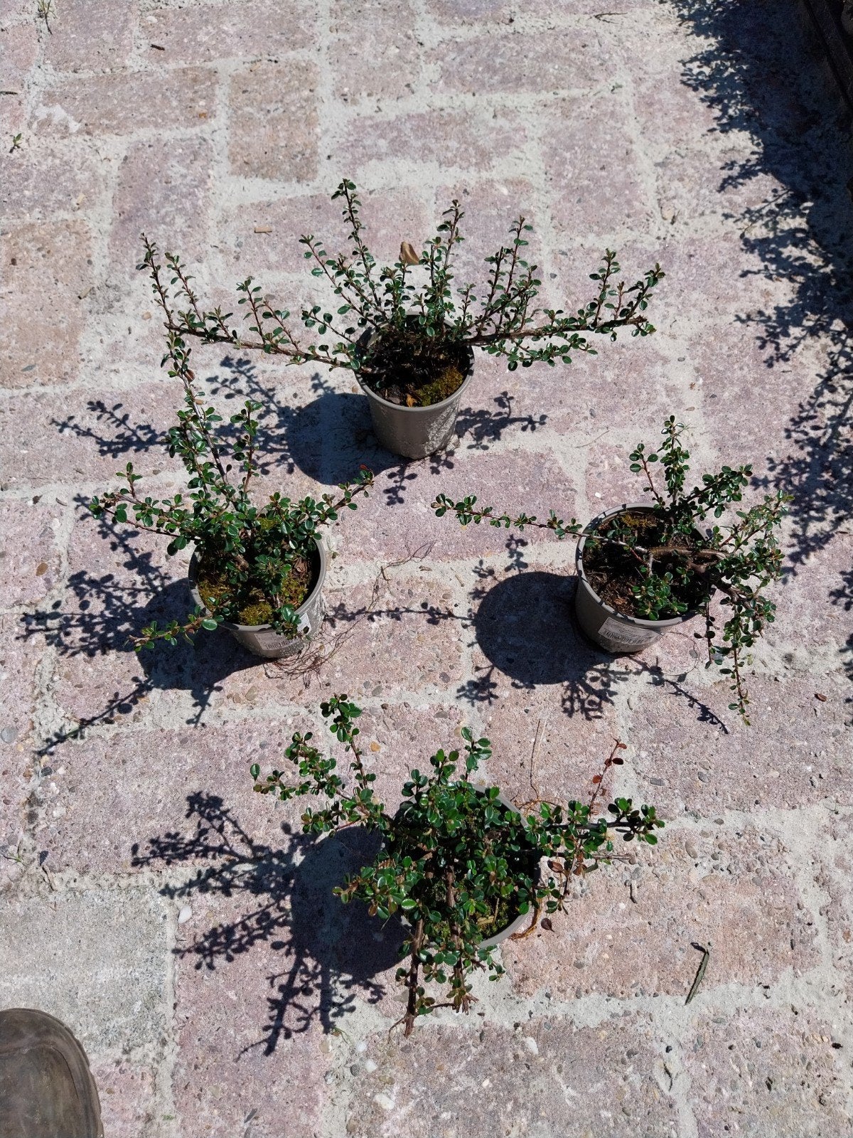 Cotoneaster cochleatus - Kruipende Dwergmispel, Tuin en Terras, Planten | Tuinplanten, Ophalen