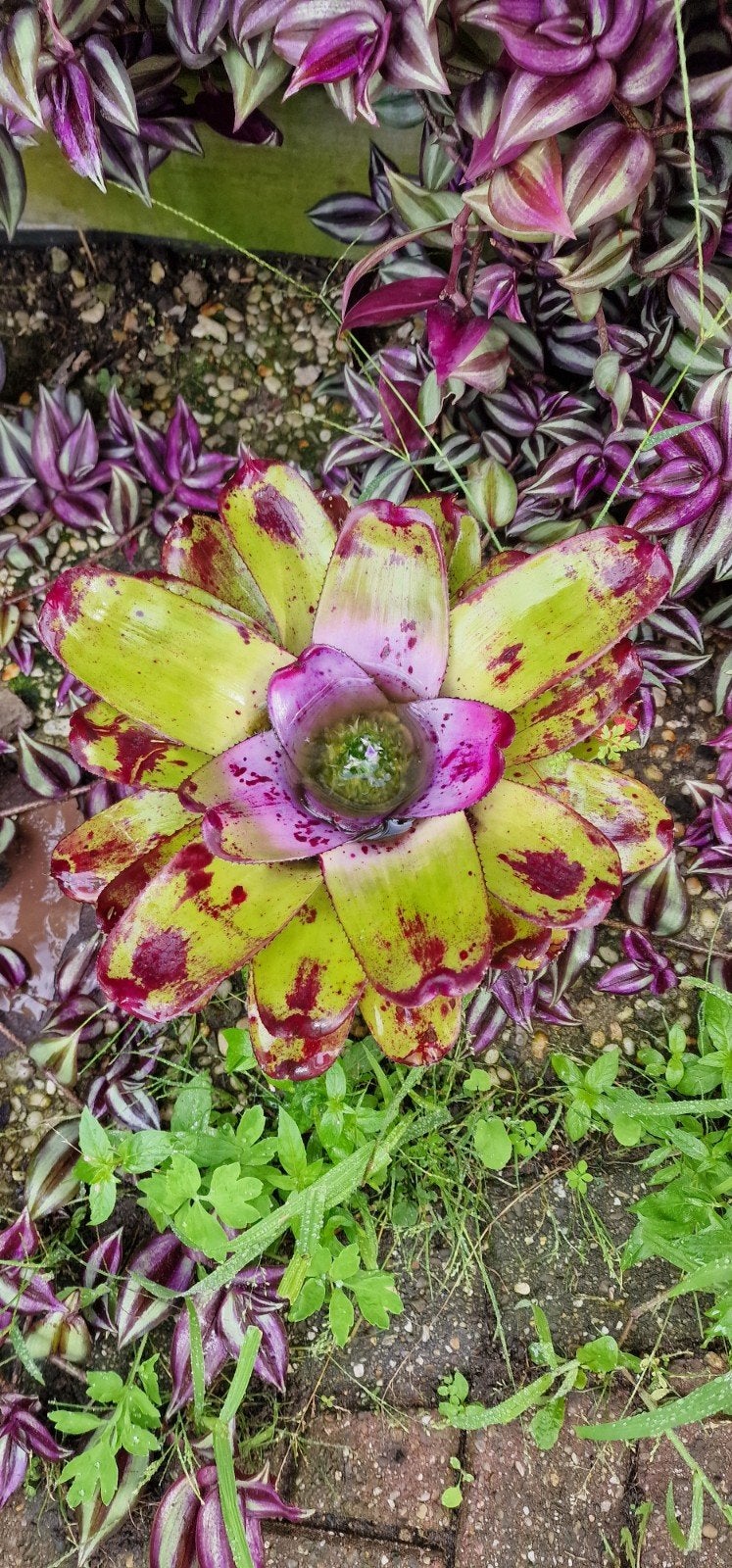 verschillende neoregelia's/aechmea's te koop (bromelias), Volle zon, Vaste plant, Bloeit niet, Ophalen