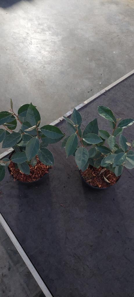 olijfwilg (Elaeagnus ebbingei, Vaste plant, Bloeit niet, Halfschaduw, Ophalen