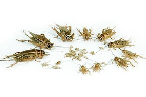 sprinkhanen, wasmot, meelwomen etc evt per post, Ophalen of Verzenden, Nieuw