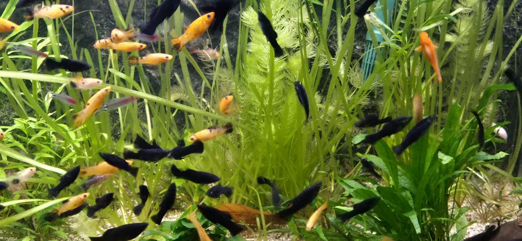 Black/gold mollie, Dieren en Toebehoren, Vissen | Aquariumvissen, Vis