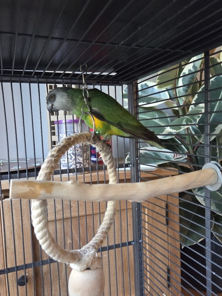 Bonte Boer/ Senegal papagai, Dieren en Toebehoren, Vogels | Parkieten en Papegaaien, Vrouwelijk, Papegaai, Pratend