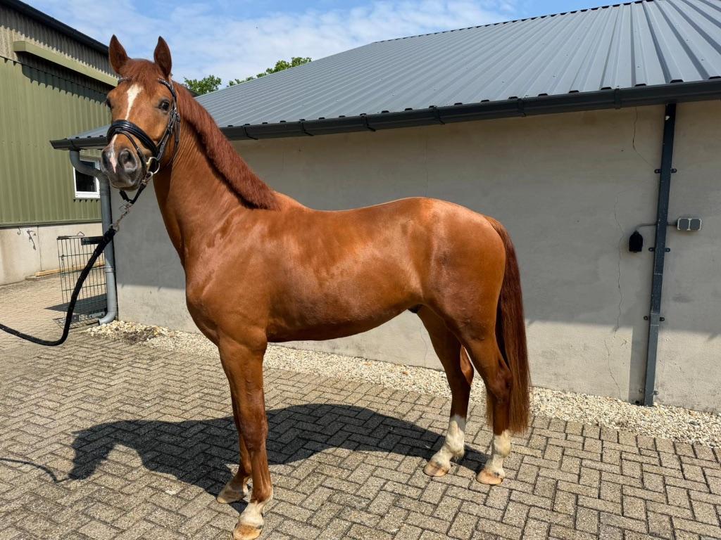 Te koop 3 jonge paarden, Dieren en Toebehoren, Met stamboom, Dressuurpaard, Zadelmak, 3 tot 6 jaar
