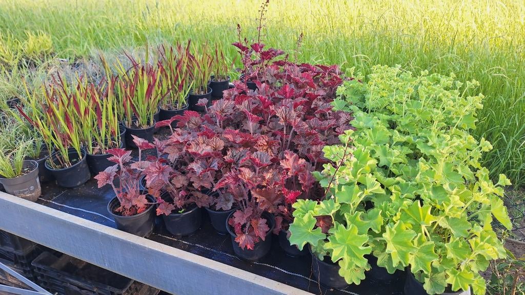Diverse Vaste Planten: Heuchera, Bloedgras, Carex, etc., Tuin en Terras, Ophalen, Vaste plant, Siergrassen, Halfschaduw