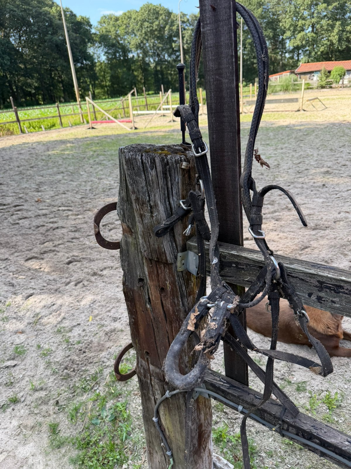 Enkel span tuig merk Idiaal, Ophalen, Zo goed als nieuw, Pony
