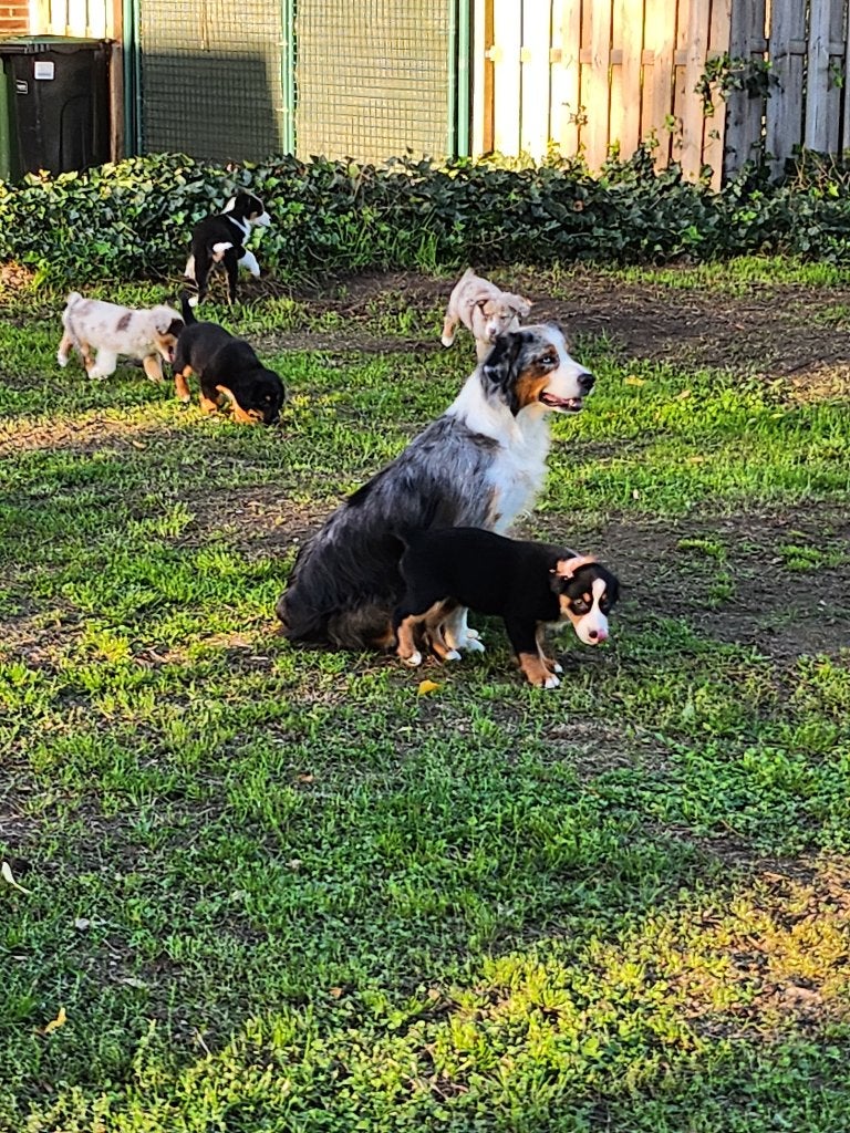 Mini american shepherd teefjes, Dieren en Toebehoren, België, Fokker | Hobbymatig, 8 tot 15 weken, Teef