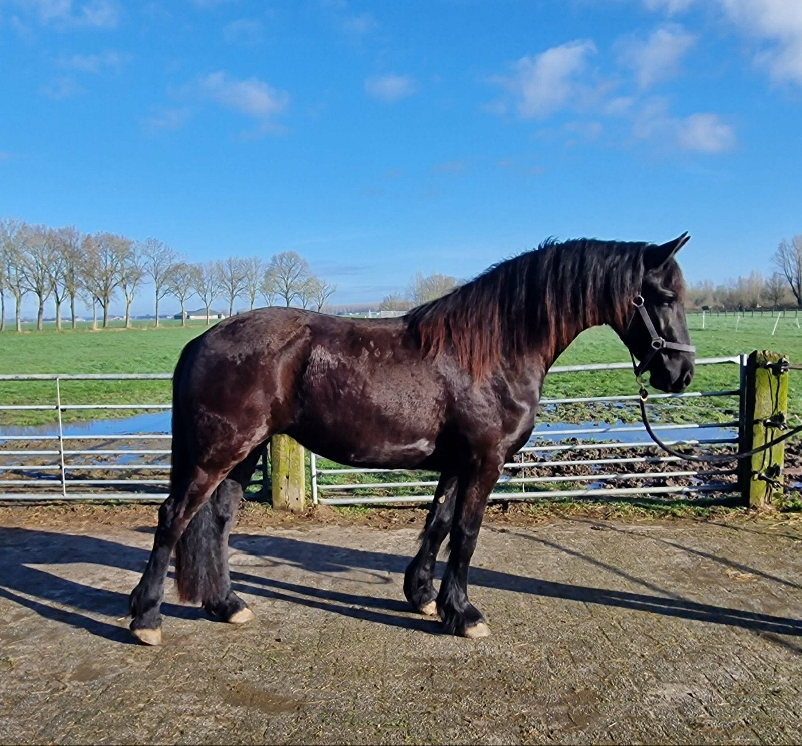 3 jarige Friese merrie Tymen x Hessel, Merrie, Met stamboom, 3 tot 6 jaar, 160 tot 165 cm