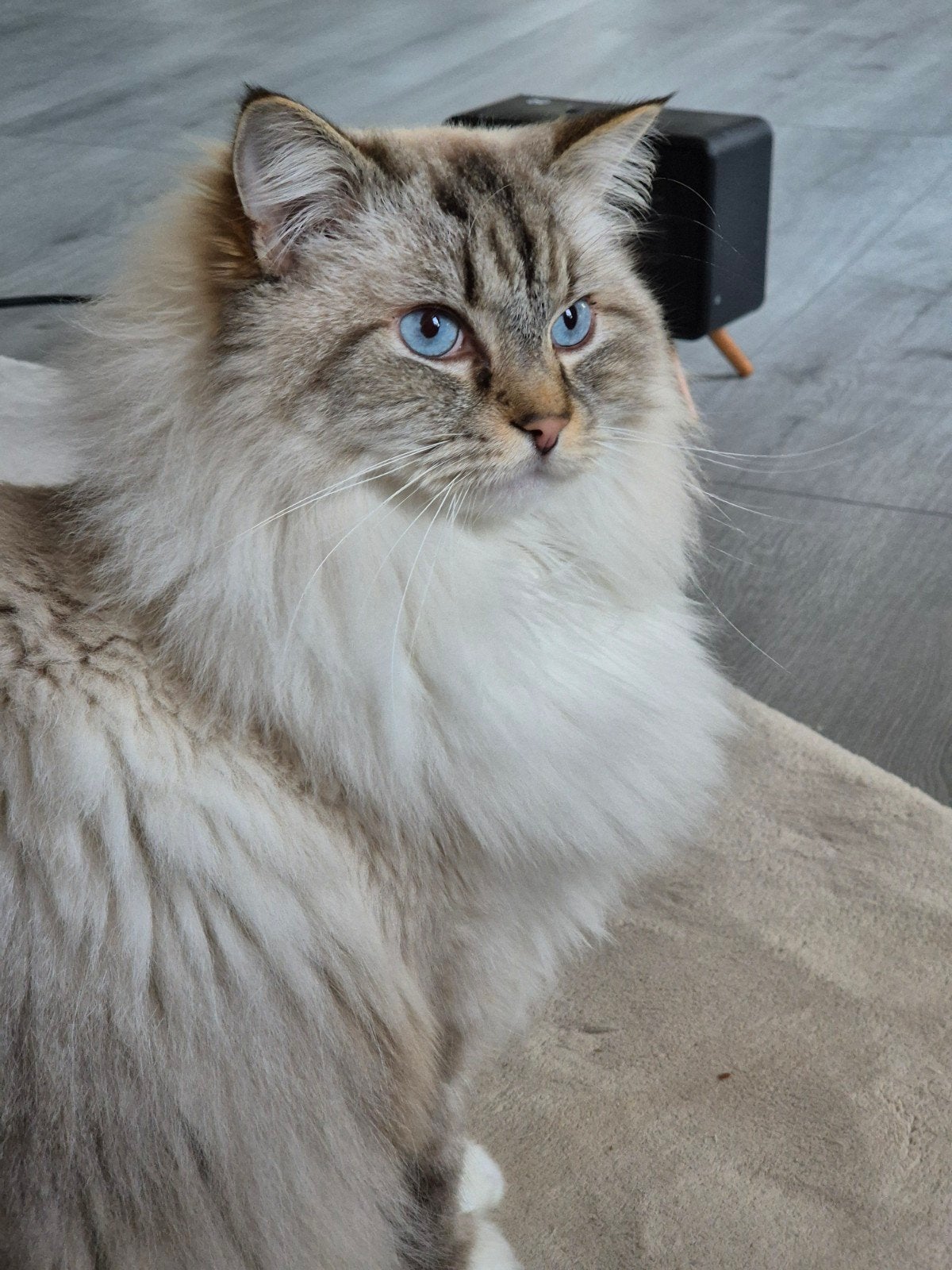 Prachtige Ragdoll kater Misha zoekt een liefdevol thuis!, Dieren en Toebehoren, Kater, Gechipt, 6 jaar of ouder