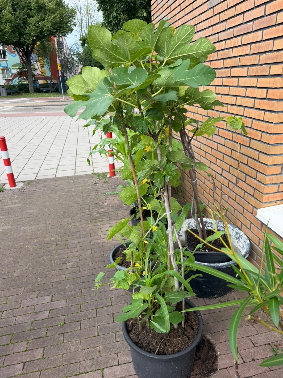 Vijgenboom 3 jaar oud met dubbele stam, Tuin en Terras, Planten | Fruitbomen, Ophalen, Lente, Volle zon, In pot