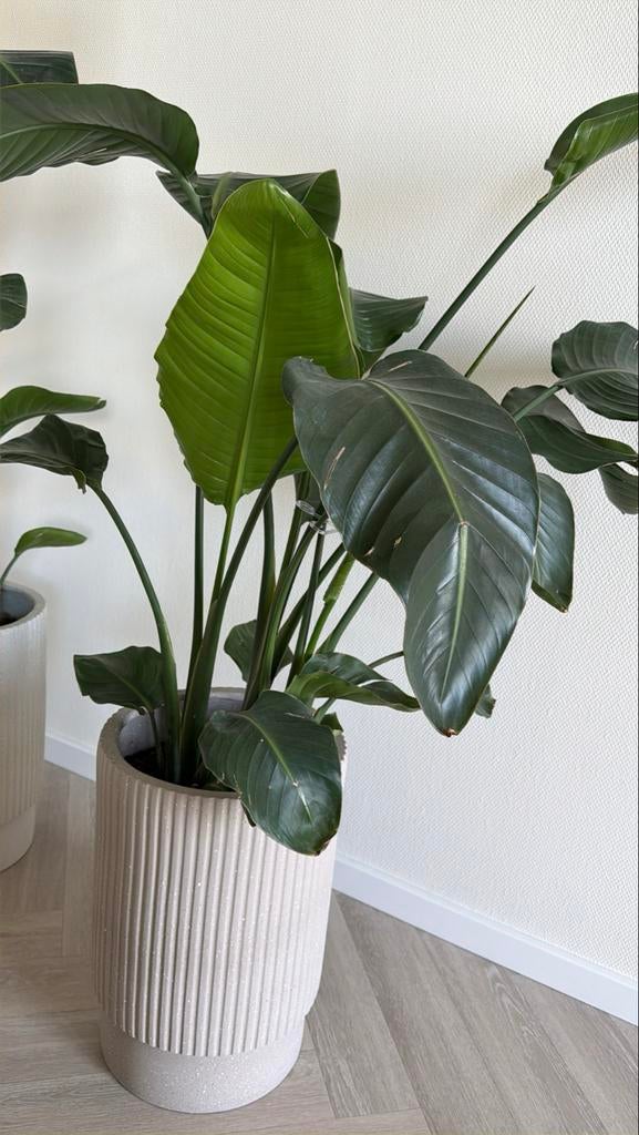 Grote Strelitzia Nicolai in Pot - Kamerplant, Ophalen, 100 tot 150 cm, Overige soorten, Halfschaduw