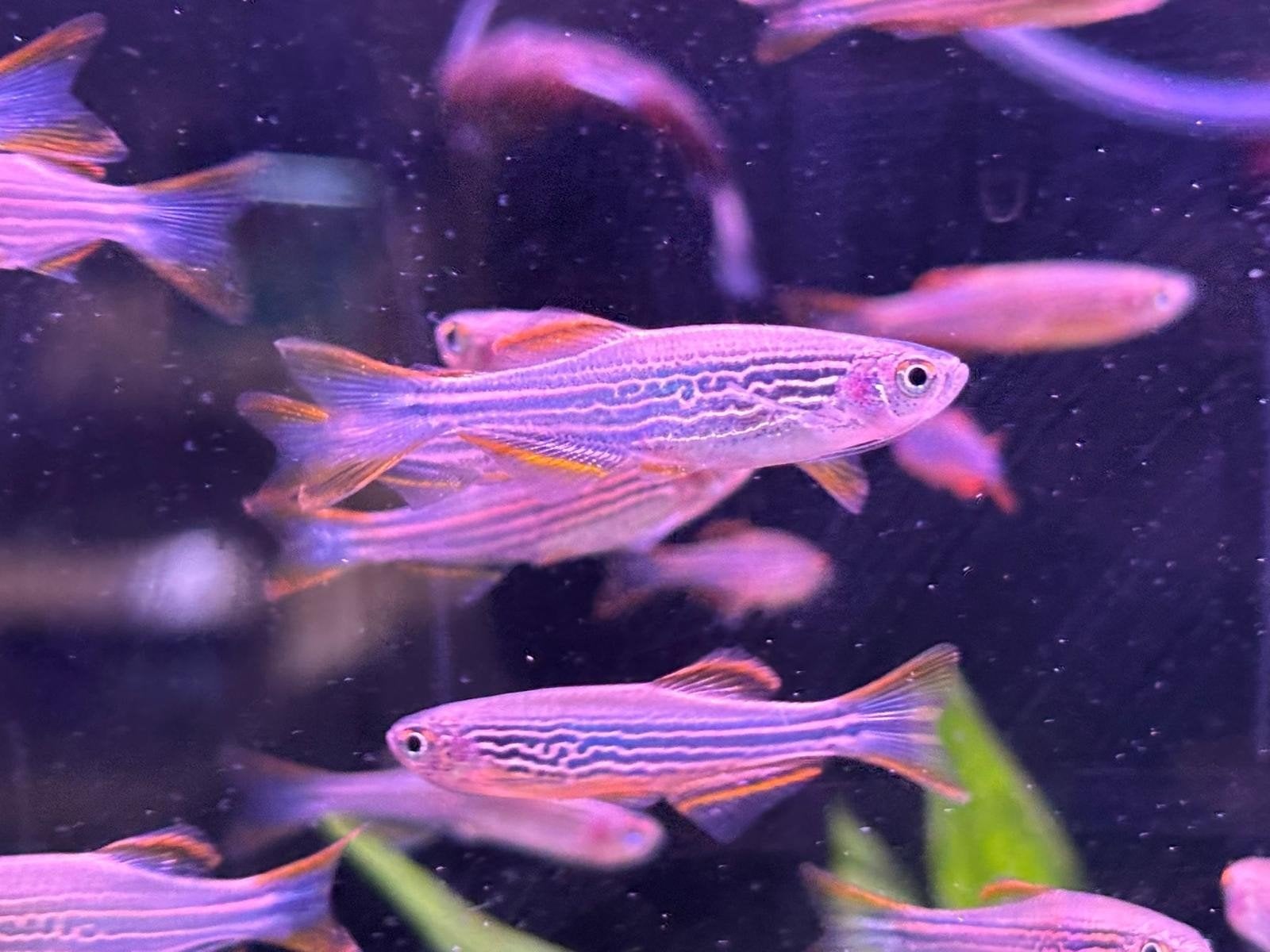 danio red fire ring, Dieren en Toebehoren, Vis, Zoetwatervis, Schoolvis