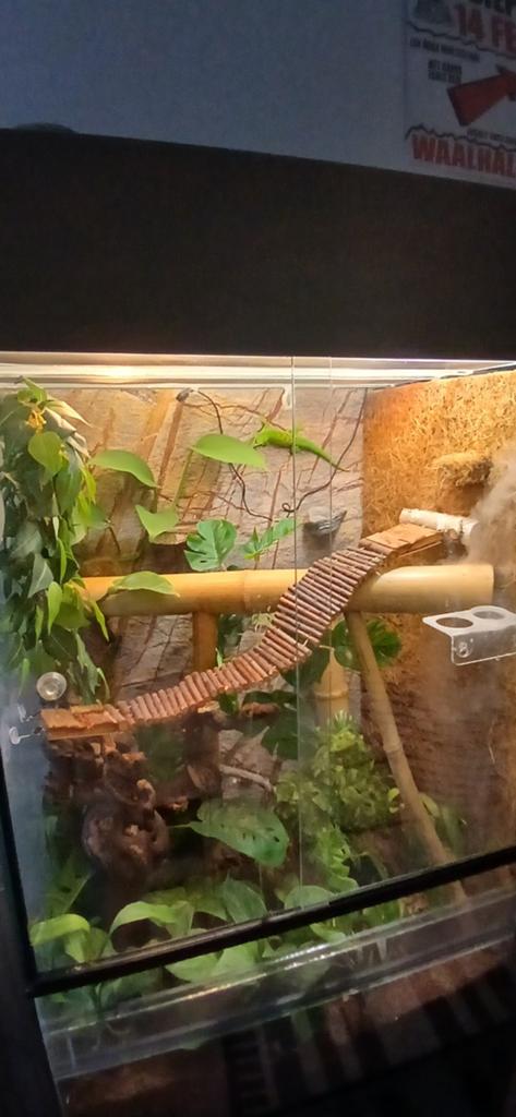 Grote terrarium met madagaskar gecko, Dieren en Toebehoren, Ophalen, Zo goed als nieuw, Terrarium of Paludarium