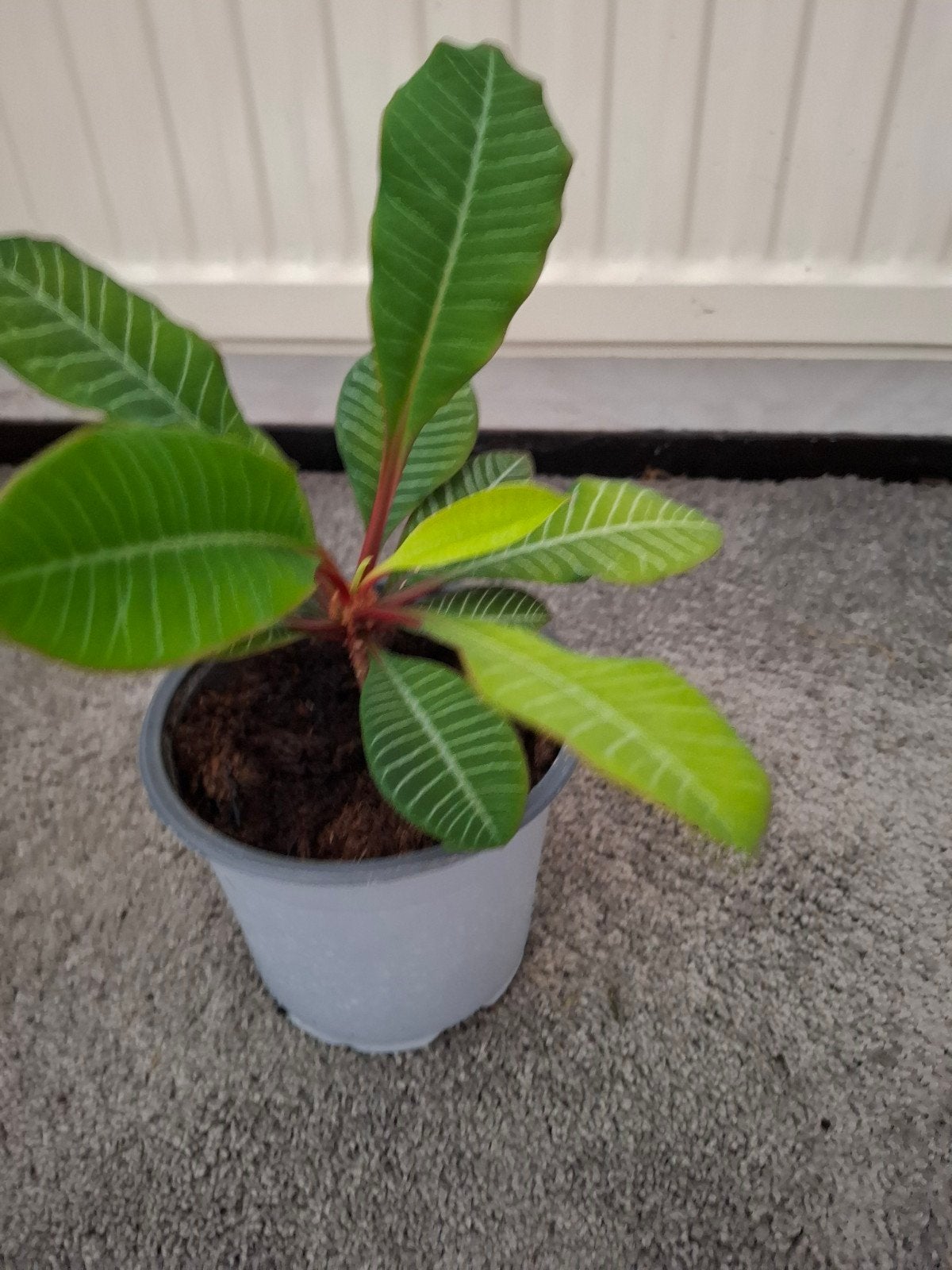 Euphorbia Leuconeura - Madagaskar Juweel, Ophalen