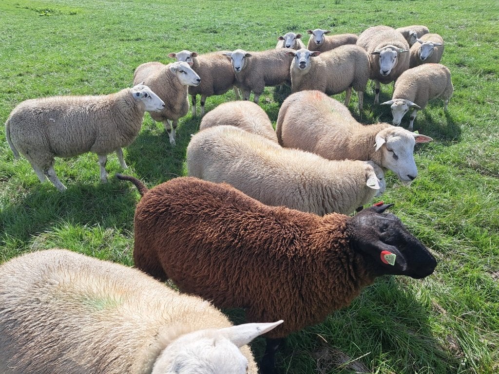Swifter stamboekrammen 2026 – dekram zwoegervrij, Dieren en Toebehoren, Schapen, Geiten en Varkens, Mannelijk, Schaap, 0 tot 2 jaar