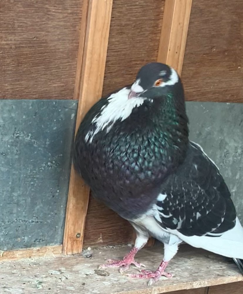 Doffer, Dieren en Toebehoren, Vogels | Duiven, Mannelijk, Kropper
