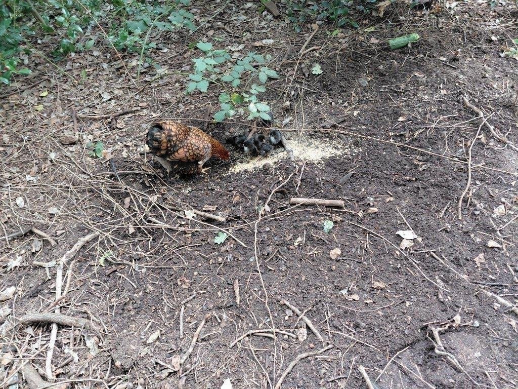 kippen Wayandottes, Dieren en Toebehoren, Vrouwelijk, Kip