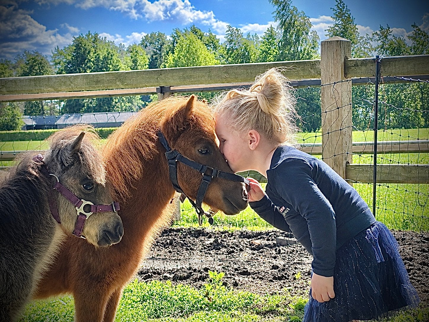 Shetlander veulen hengsten !, Dieren en Toebehoren, 0 tot 2 jaar, Hengst, A pony (tot 1.17m), Gechipt