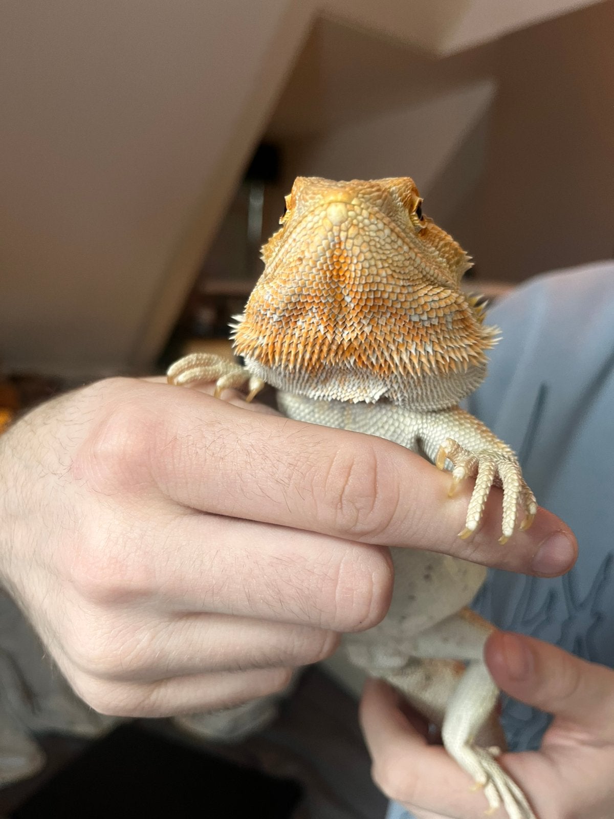 Baardagaam te koop Bearded Dragon photo 3