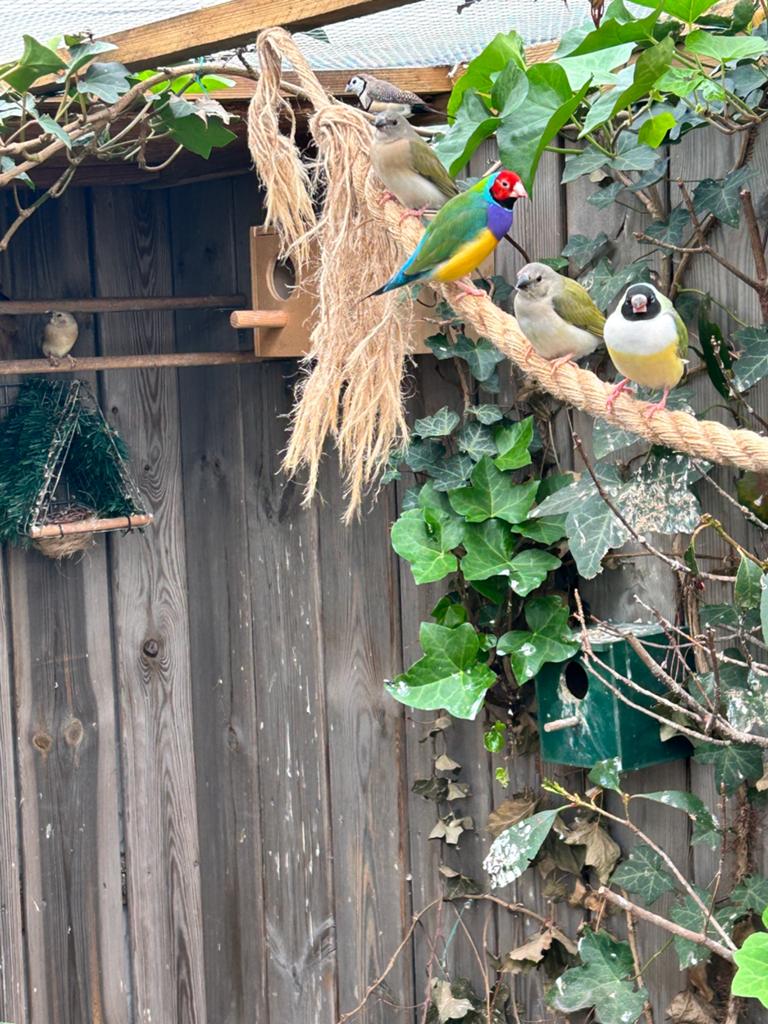 Bewezen koppel gould amadines met 3 jongen, Dieren en Toebehoren, Meerdere dieren