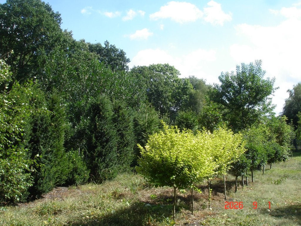 taxus bacatta fastigiata  geel  groen, Ophalen, Taxus, Haag, 100 tot 250 cm