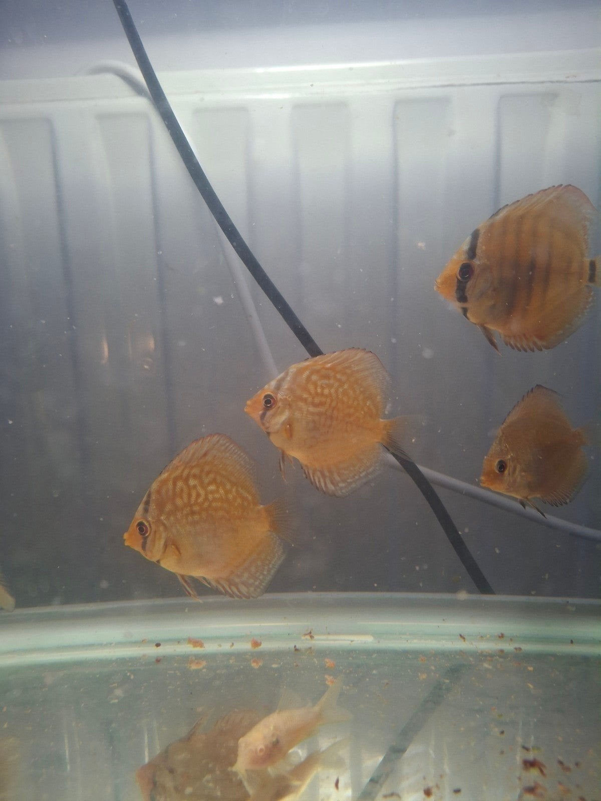 jongen discus vissen 4 stuks., Dieren en Toebehoren, Vis