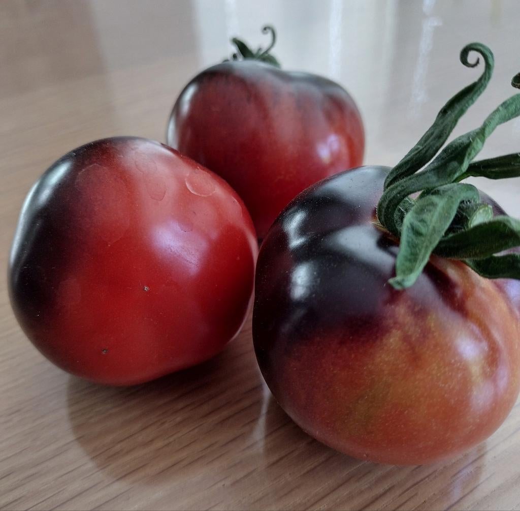Zaden tomaat Indigo - Solanum lycopersicum, Verzenden, Volle zon