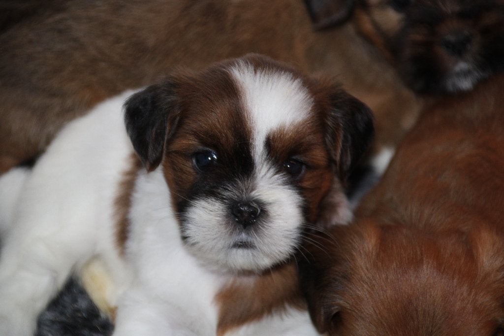 Prachtige lhasa apso pup puppy's, Overige rassen, 8 tot 15 weken, Meerdere, Meerdere dieren
