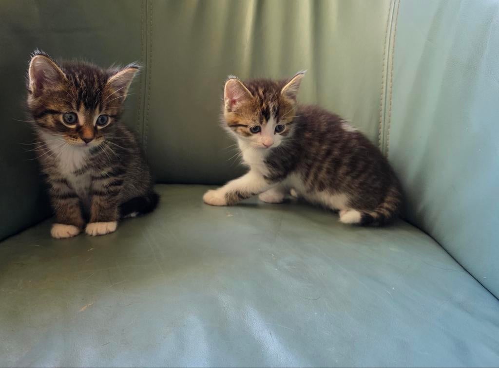 2 Maine Coon poesjes, Poes, Ontwormd