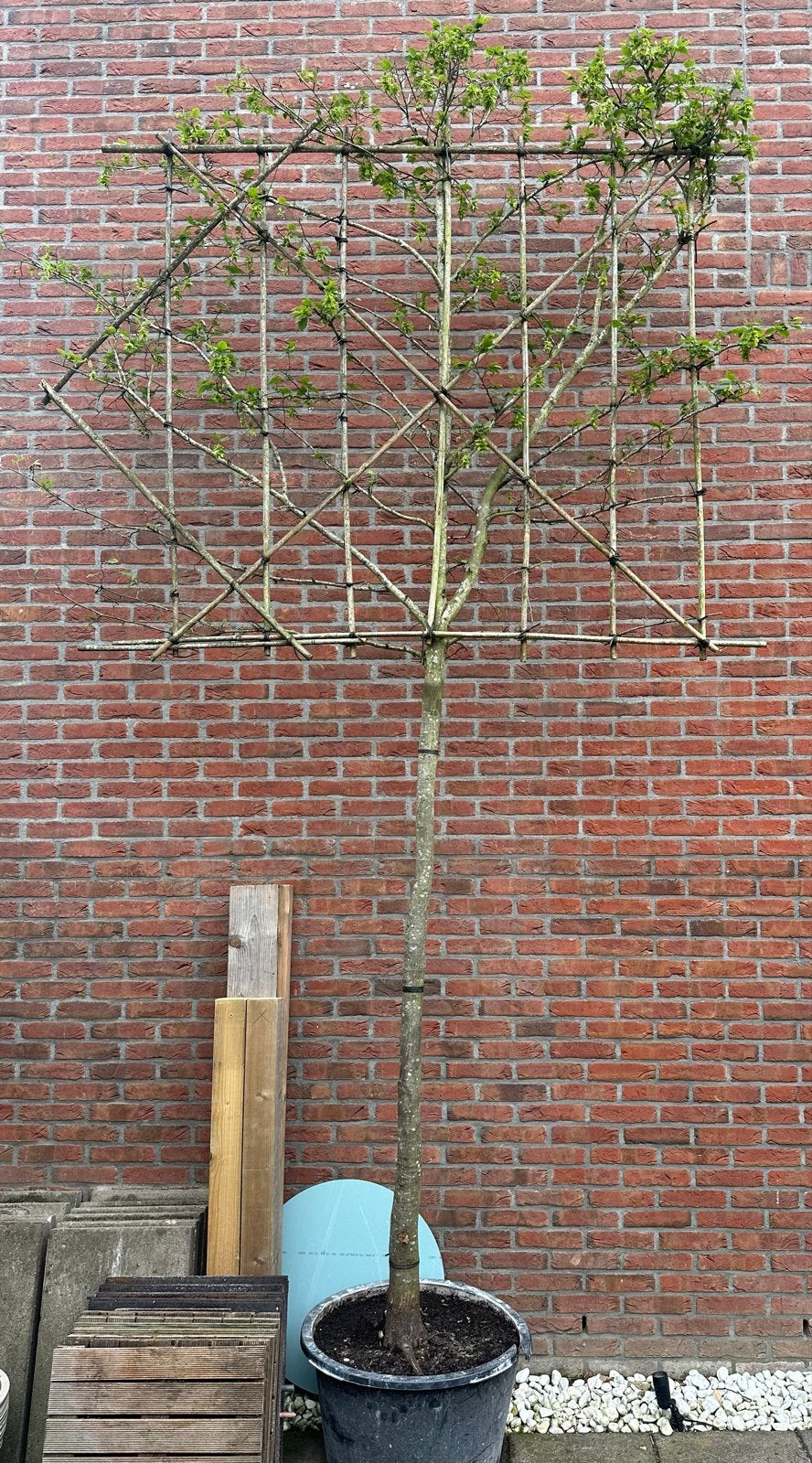 Leilinde Beuken, Tuin en Terras, Bloeit niet, Leiboom, 250 tot 400 cm, Ophalen