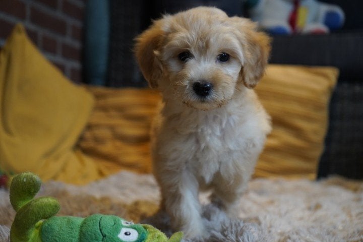 Medium boomer kruising tibetaanse terrier - labradoodle pups, Nederland, Overige rassen, 8 tot 15 weken, CDV (hondenziekte)