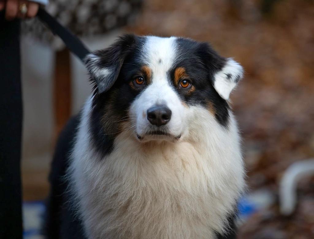 Australian Shepherd Black Tri Dekreu Getest Pups, Reu, Parvo, Eén hond, 3 tot 5 jaar