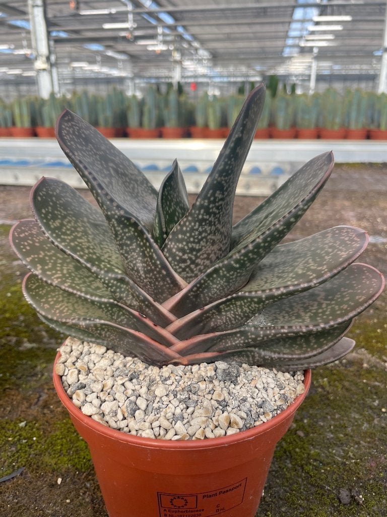 Succulent Gasteria Brachyphylla in de 15cm pot., Huis en Inrichting, Vetplant, Ophalen of Verzenden, In pot, Minder dan 100 cm
