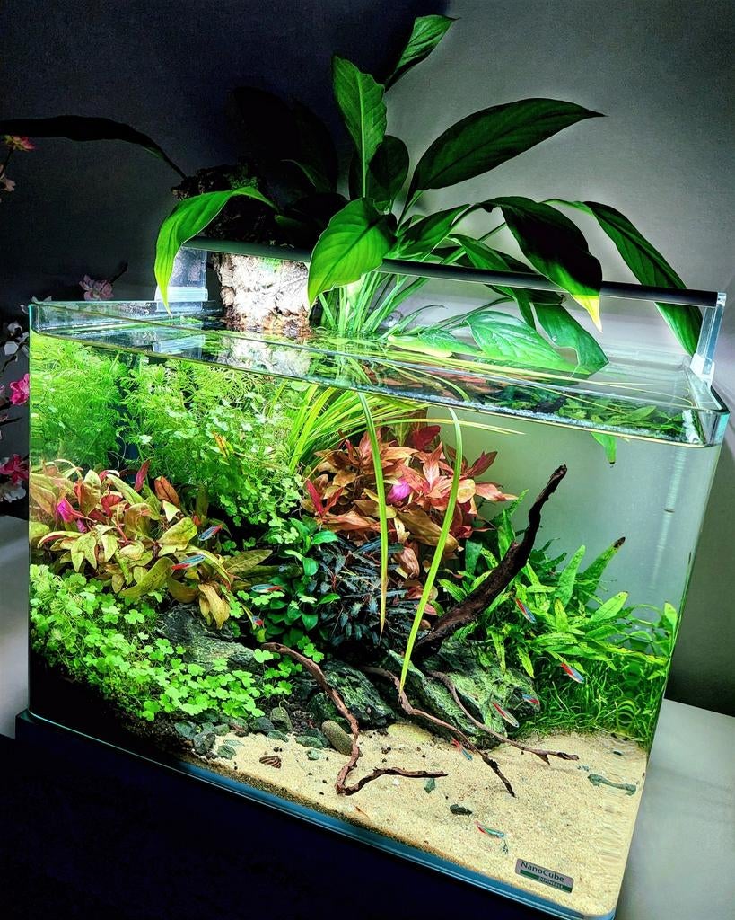 Uniek Aquarium Dennerle 35L | 100% Krasvrij | Chihiros LED, Ophalen