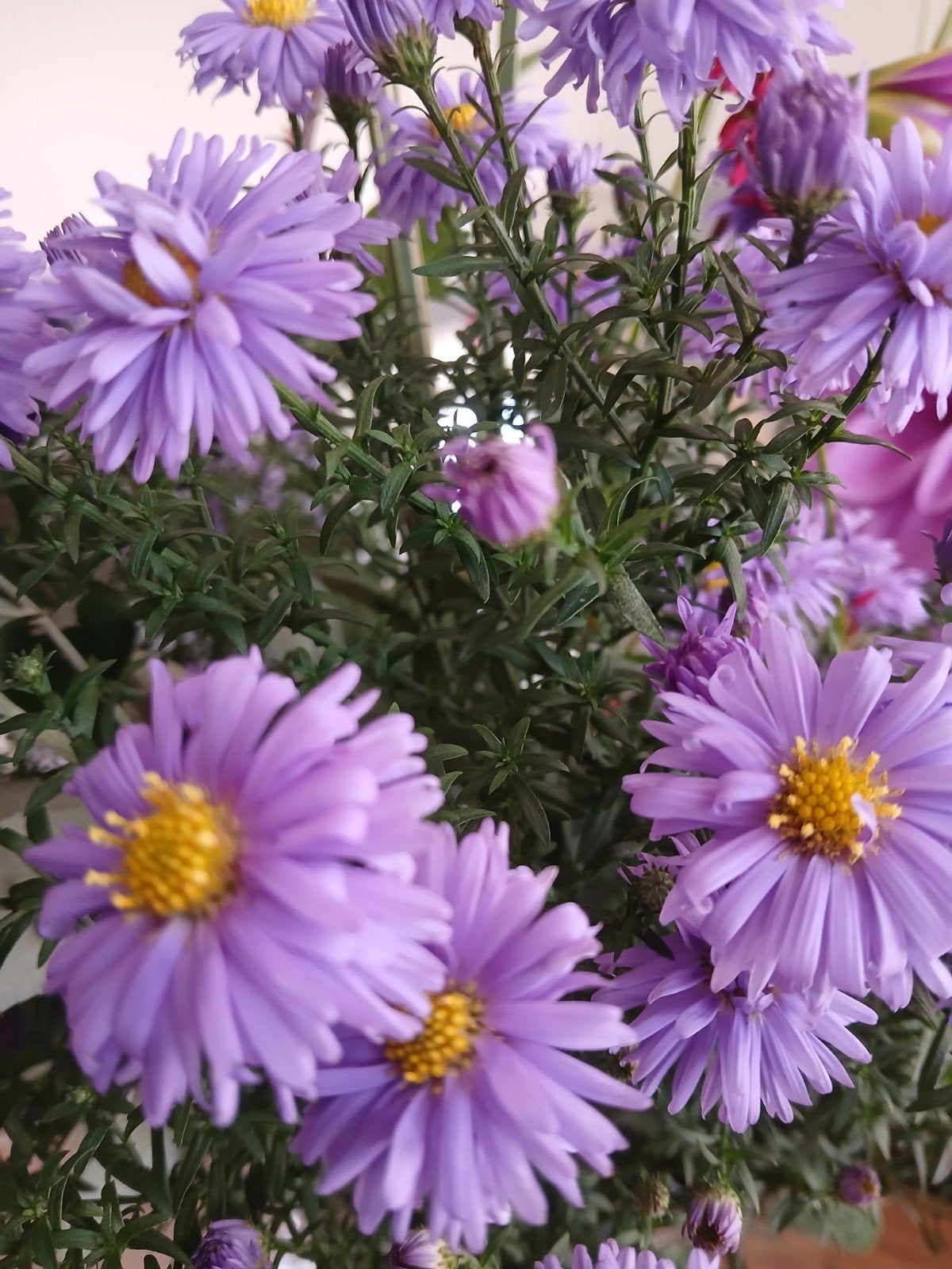 Herfstaster 'Anton Kippenberg' - Paarse bloemen, Ophalen of Verzenden, Herfst, Vaste plant
