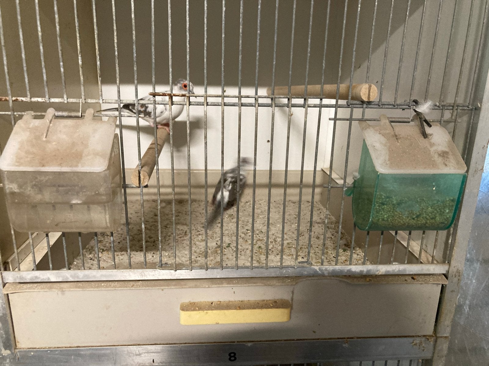 Bonte Diamantduifjes, Dieren en Toebehoren