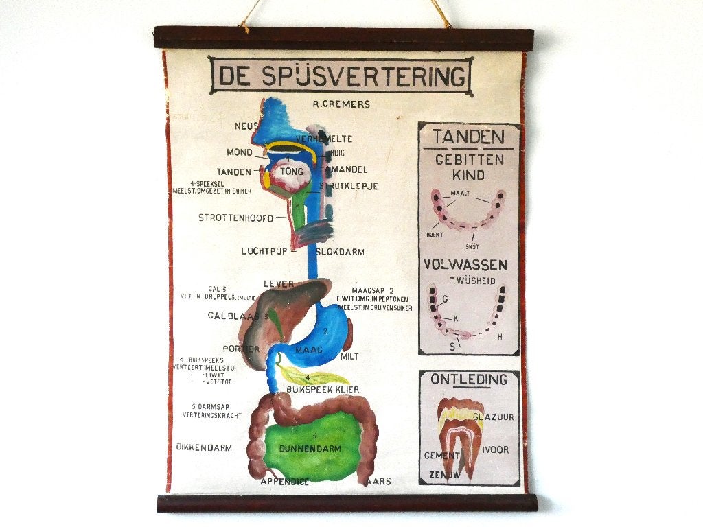 Anatomische schoolplaat De Spijsvertering  R.Cremers 1930, Ophalen of Verzenden, Natuur en Biologie
