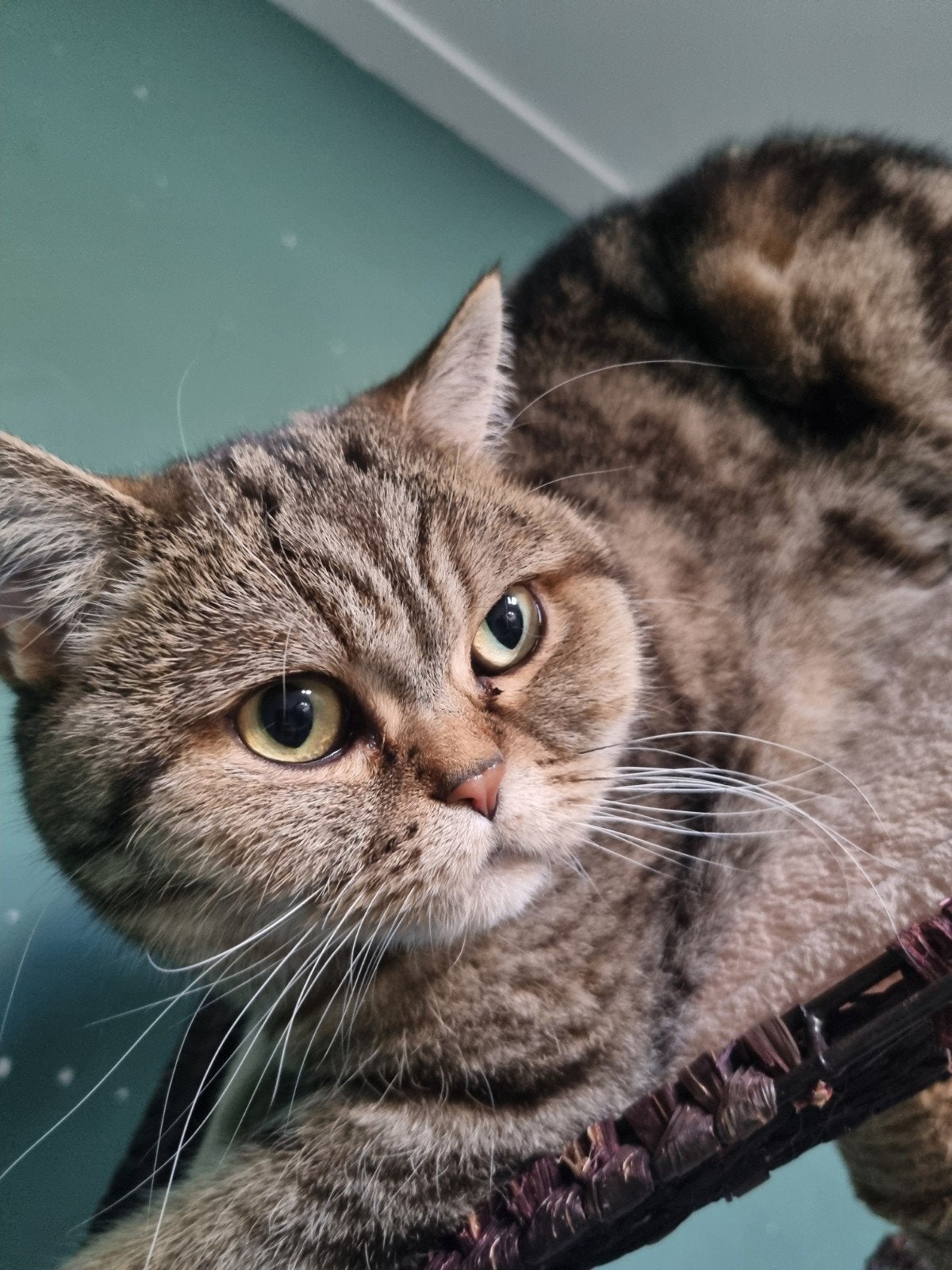 britse korthaar kat gesteriliseerd 5 jaar, Poes, Kortharig, 3 tot 5 jaar