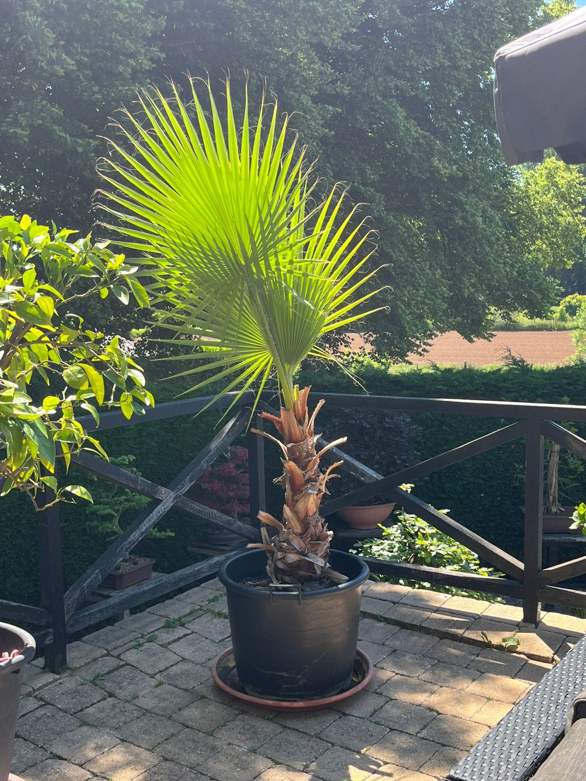 Washingtonia Robusta Palm, Volle zon, Vaste plant, Bloeit niet, Ophalen