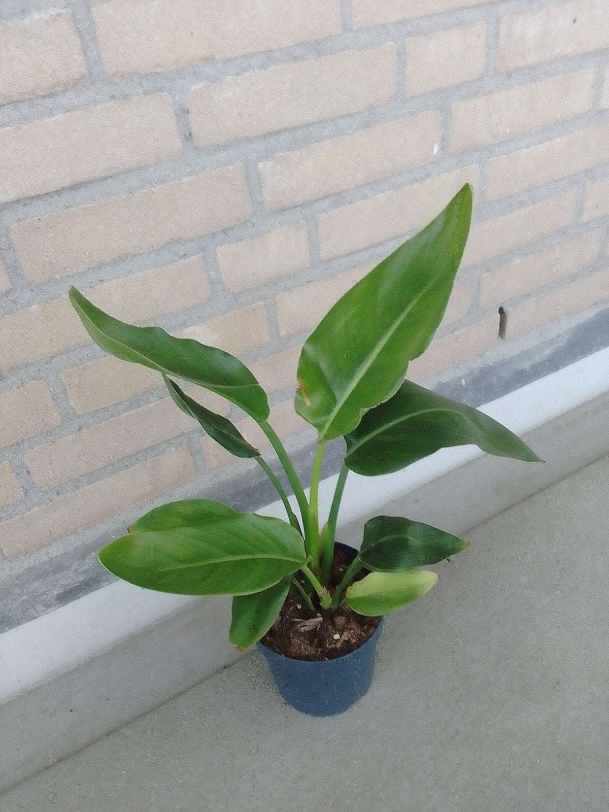 Kamerplant Paradijsvogelplant, Ophalen, Overige soorten, In pot, Minder dan 100 cm