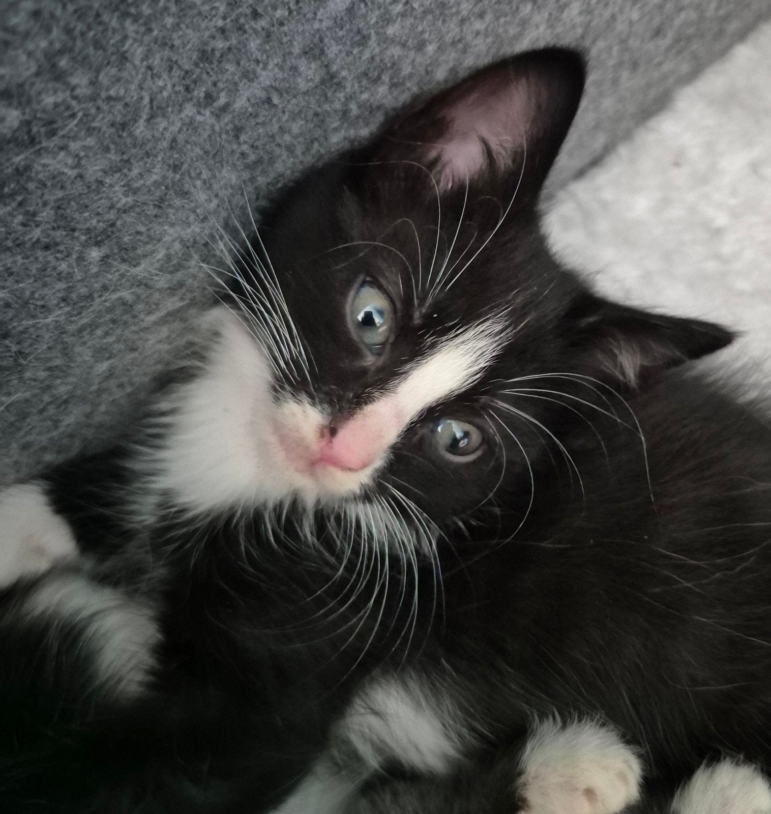 kittens 9 weken, Dieren en Toebehoren, 0 tot 2 jaar