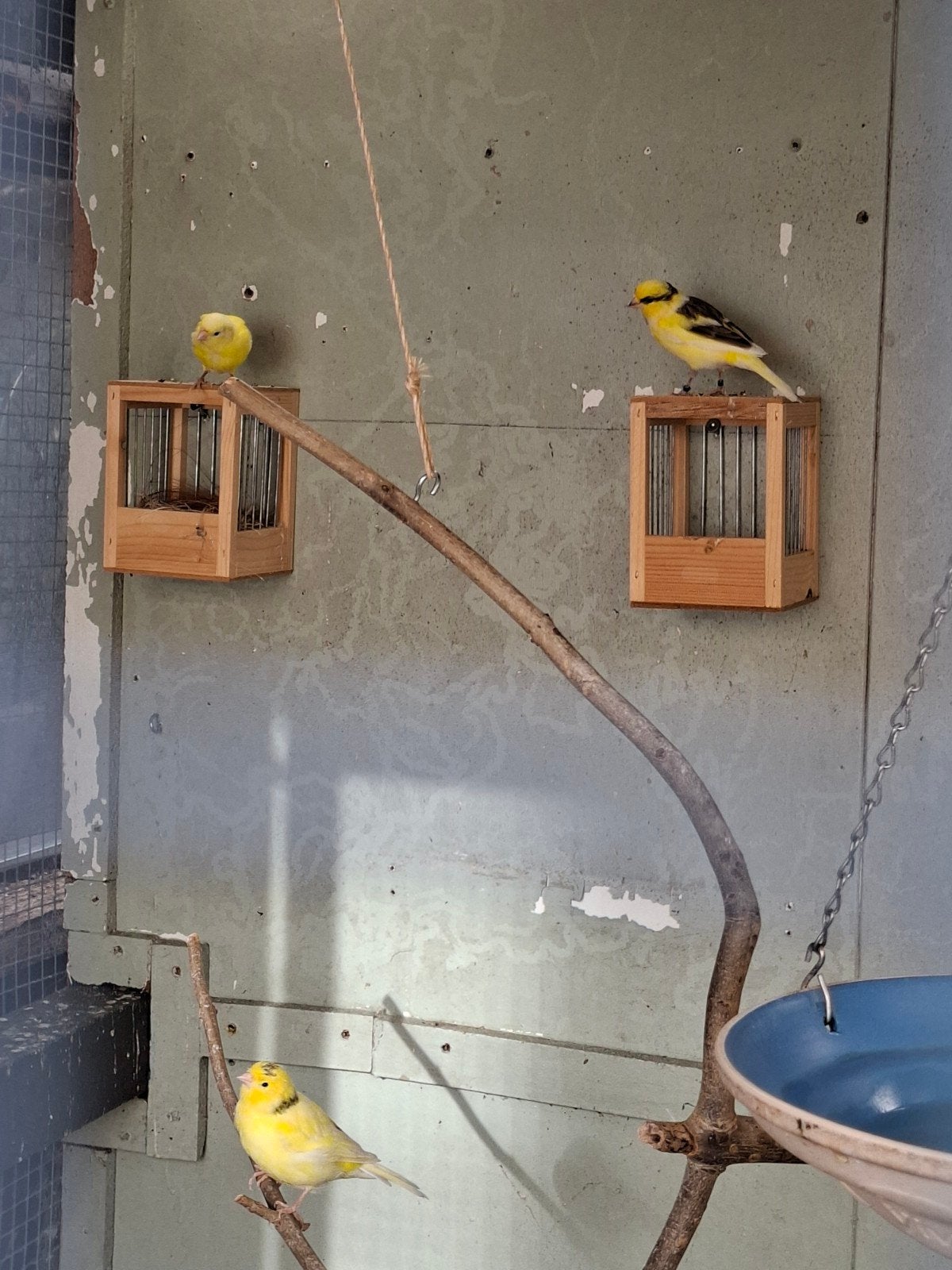 kanaries, Dieren en Toebehoren
