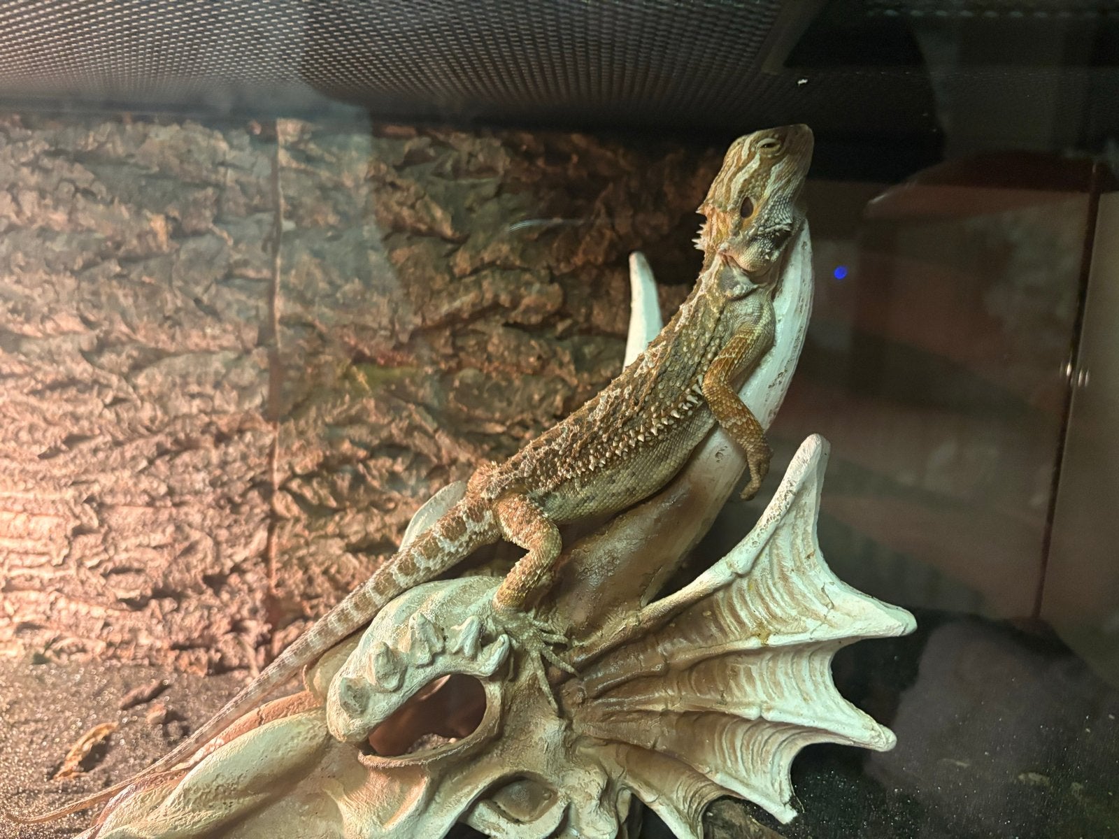 baardagaam (Pogona vitticeps Bearded Dragon photo 3