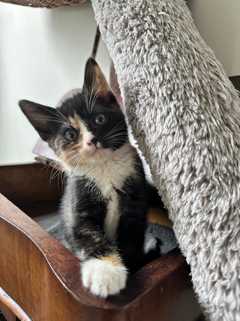 Twee schattige kittens, Dieren en Toebehoren, Katten en Kittens | Overige Katten, Poes