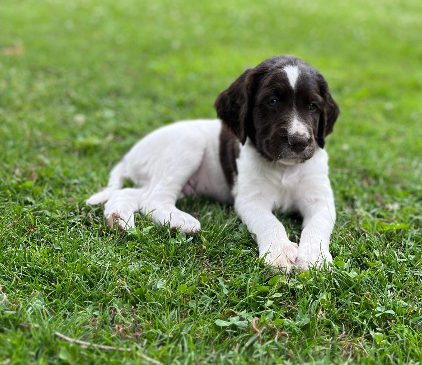 Heidewachtel pups, Parvo, Overige rassen, 8 tot 15 weken, Meerdere