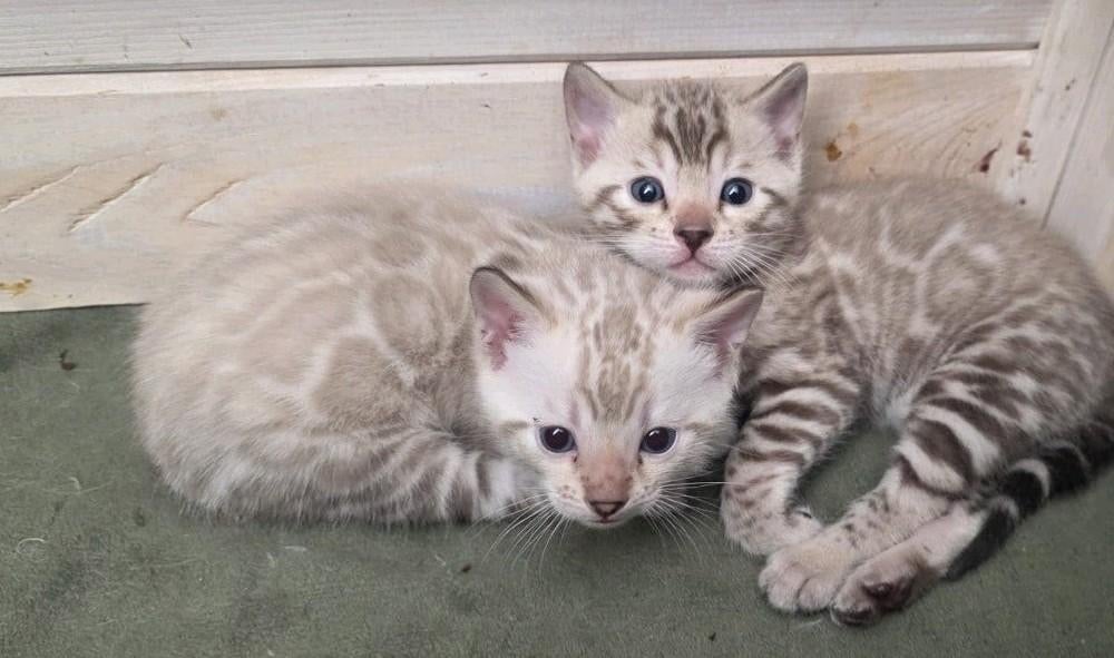 Ras zuivere Bengaal kittens met stamboom, Dieren en Toebehoren