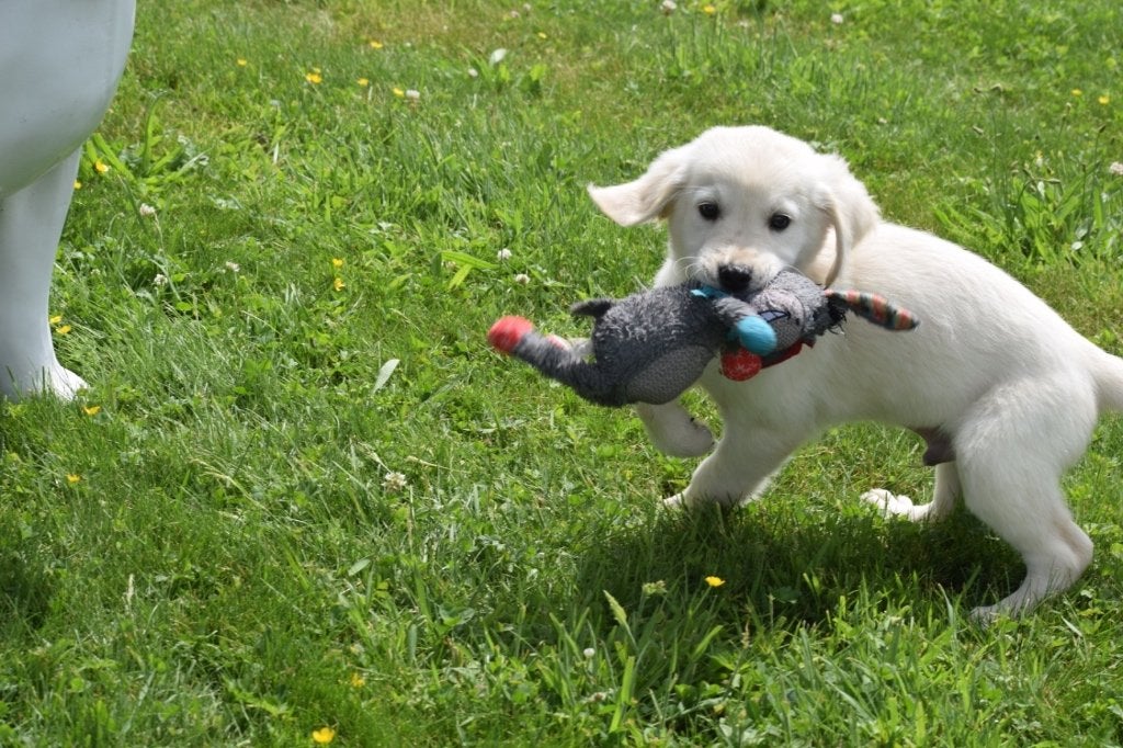 Golden retriever pups, Dieren en Toebehoren, Golden retriever, België, 8 tot 15 weken, Parvo