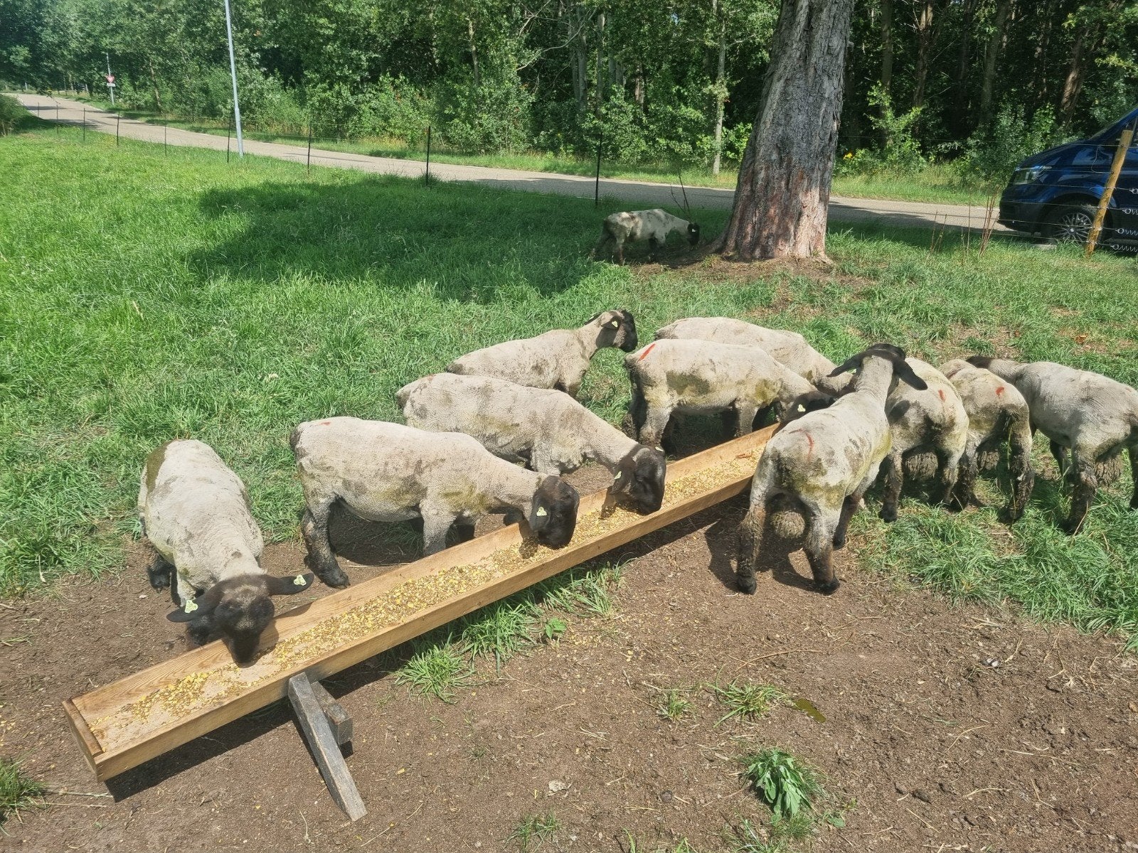 Suffolk dek rammen (stamboek), Mannelijk, Schaap